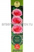 Роза флорибунда Европа розовая саженцы (Россия) 