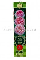 Роза чайно-гибридная Дюмор Леди розовая саженцы (Россия)