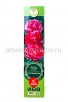 Роза флорибунда Сентименталь красно-белая саженцы (Россия) 