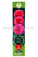 Роза шраб Ладюре розовая саженцы (Россия)